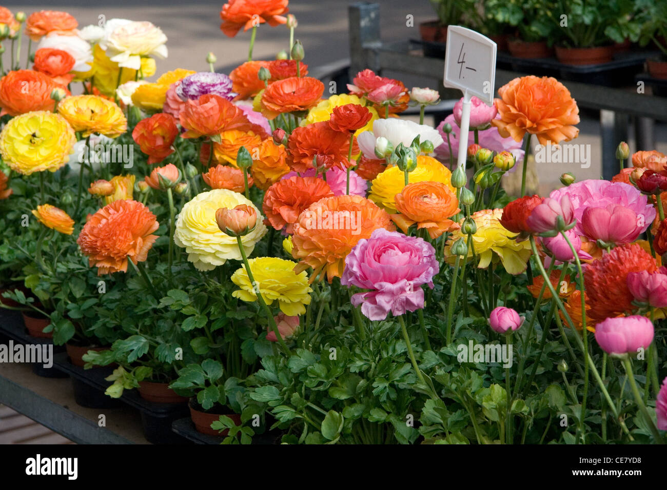 Seti Ranunculus Seedings of Ranunculus Stock Photo - Alamy