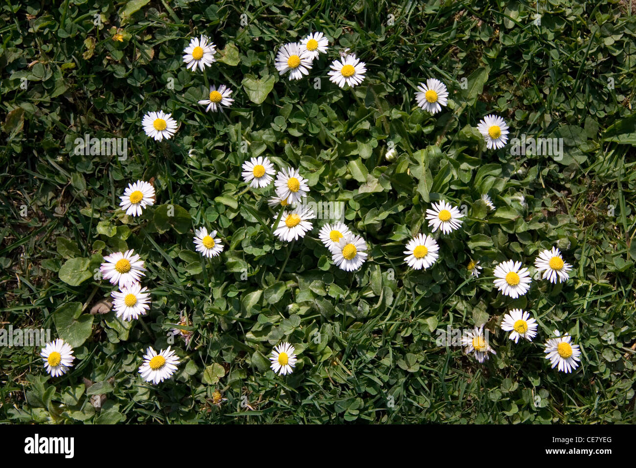 Field daisy flowers flowers hi-res stock photography and images - Alamy