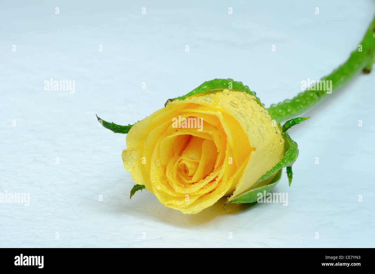 Rose , Yellow  Rose Stock Photo