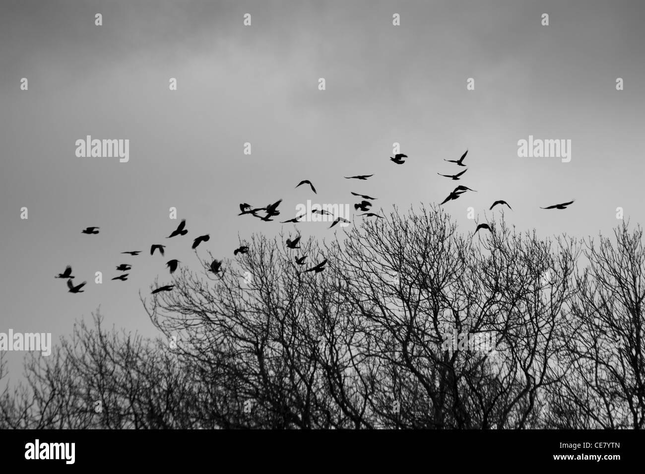 Rooks or crows flying around a rookery in a wood in stormy weather Stock Photo