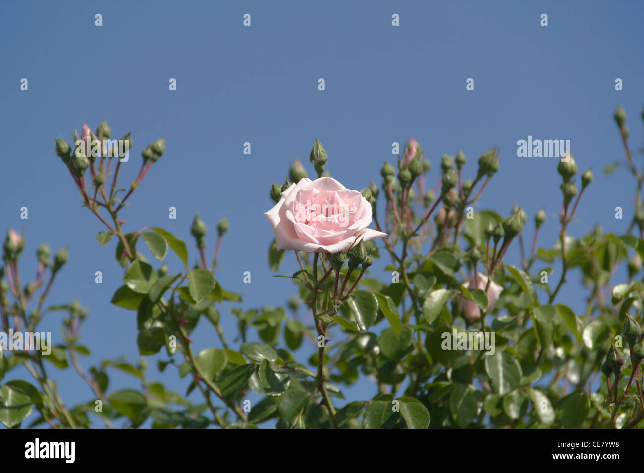 Rose flower on blue sky background Stock Photo - Alamy