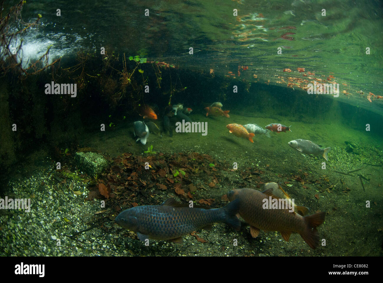 Large garden pond underwater Stock Photo 43201762 Alamy