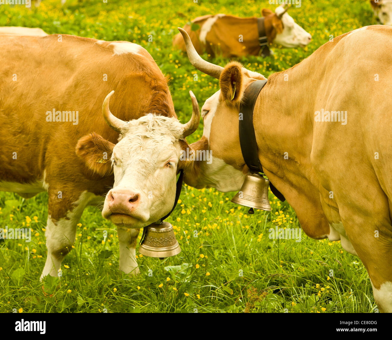 Gossiping Cows Stock Photo