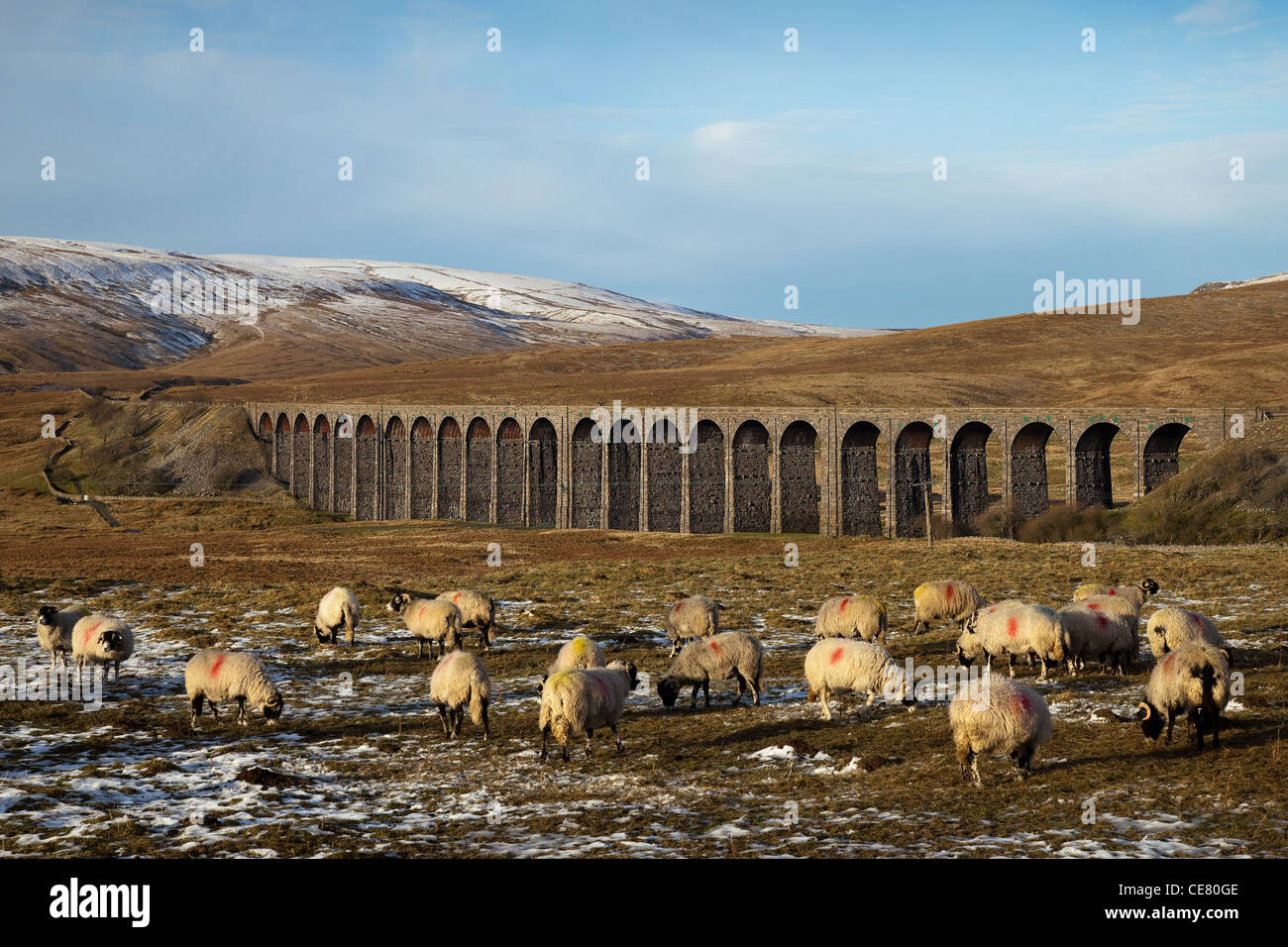 January Flock at Ribblehead Sheep at the Ribblehead Viaduct ...