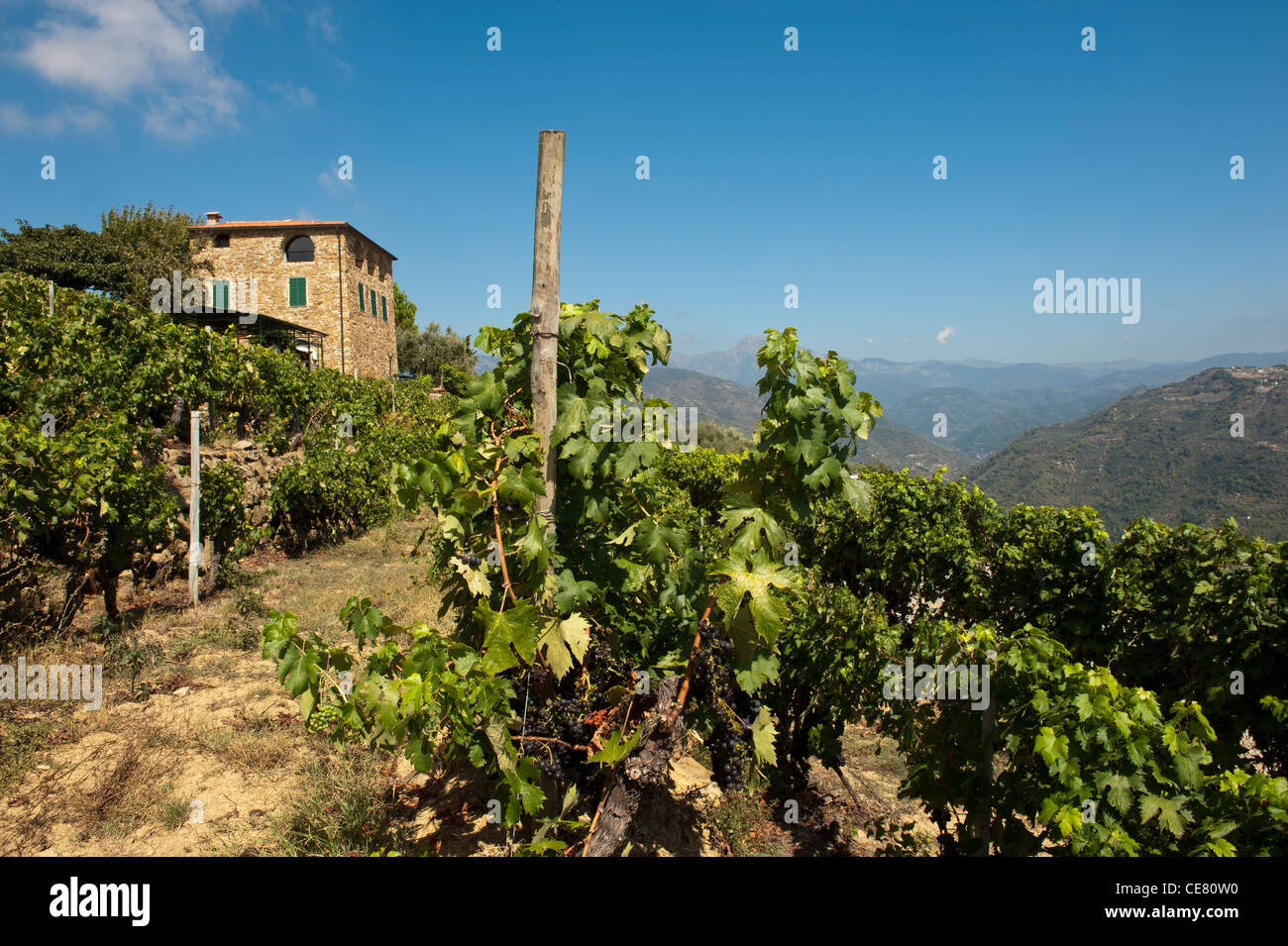 Terre Bianche vineyard. Dolceacqua. Liguria. Italy. Stock Photo