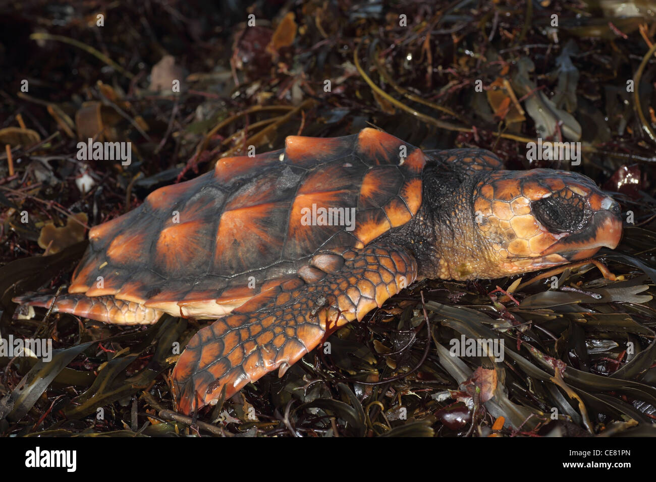 Dead Loggerhead turtle , Caretta caretta, washed up on Cornish beach. Stock Photo