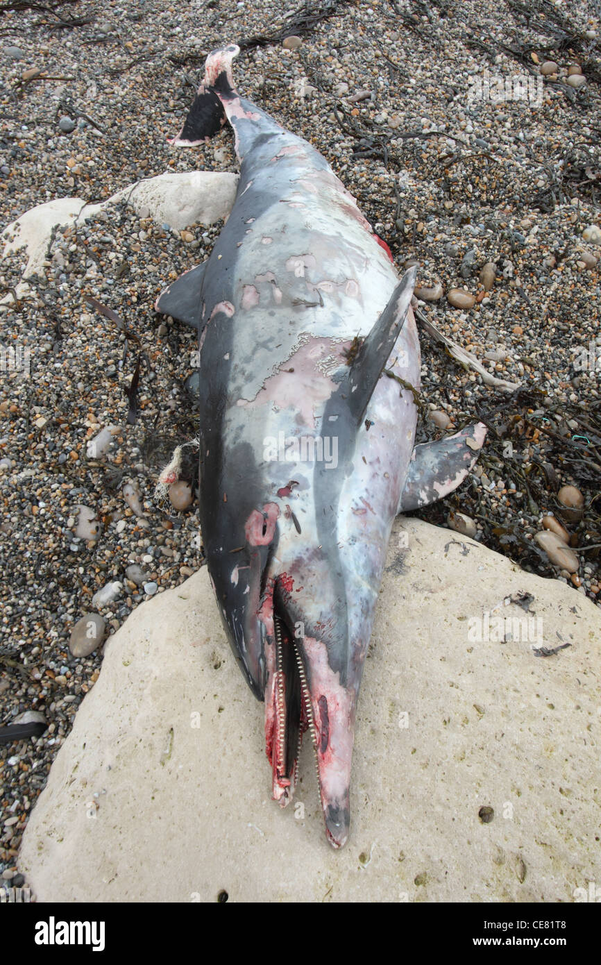 Dead Common dolphin Delphinus delphis washed up on Chesil beach Dorset , December. Stock Photo