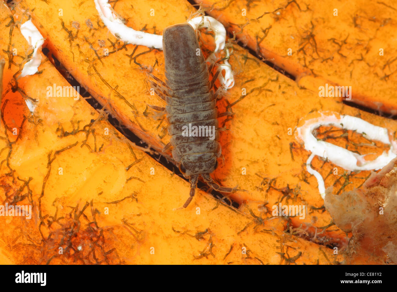 Pelagic isopod Idotia metallica , stranded inside plastic pait pot , Kimmeridge bay Dorset , December. Stock Photo