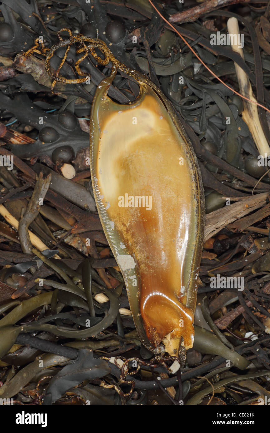 Egg Case of Skate, Also Called Mermaid Purses, Isolated on White Background  Stock Photo - Image of case, isolated: 88343196