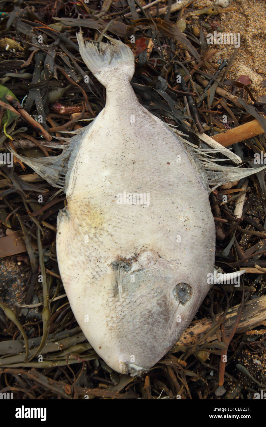 Grey Triggerfish, Balistes capriscus, washed up on beach strandline, Widemouth bay Cornwall, January. Stock Photo
