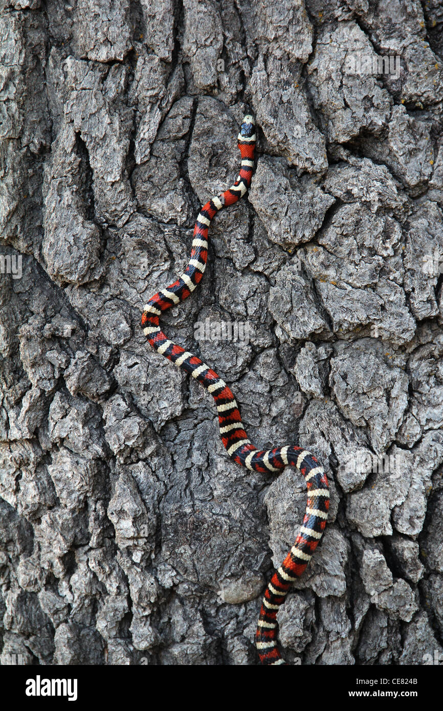 Sonoran Mountain Kingsnake climbing alligator juniper tree bark Santa