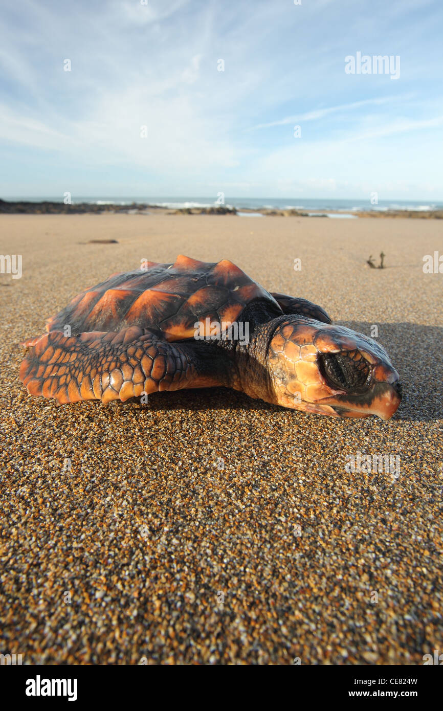 Dead Loggerhead turtle, Caretta caretta, stranded on Cornish beach. Stock Photo