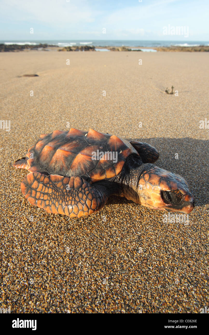 Dead Loggerhead turtle, Caretta caretta, washed up Conish beach. Stock Photo