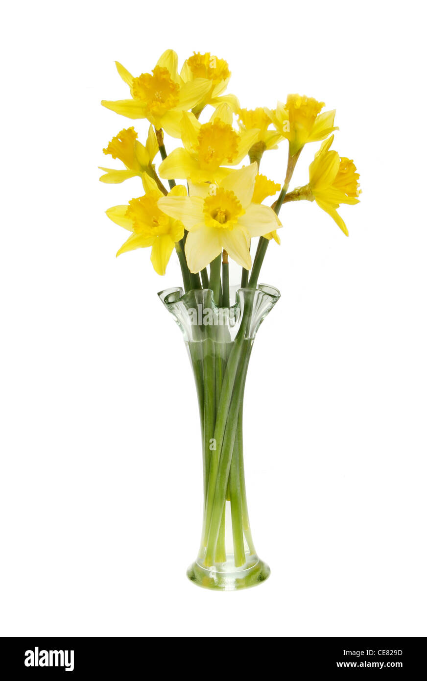 Arrangement of daffodil flowers in a fluted glass vase isolated against