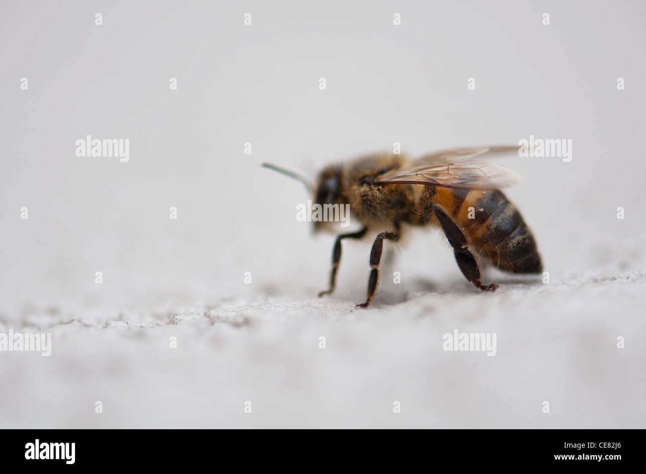 Bee close up Stock Photo