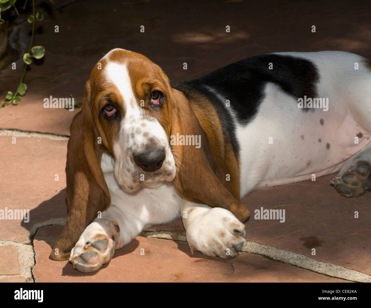 Bassett hound puppy lying on flagstone Stock Photo - Alamy