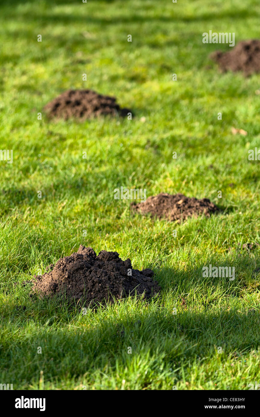 Wildlife Alert – Moles in Lawns