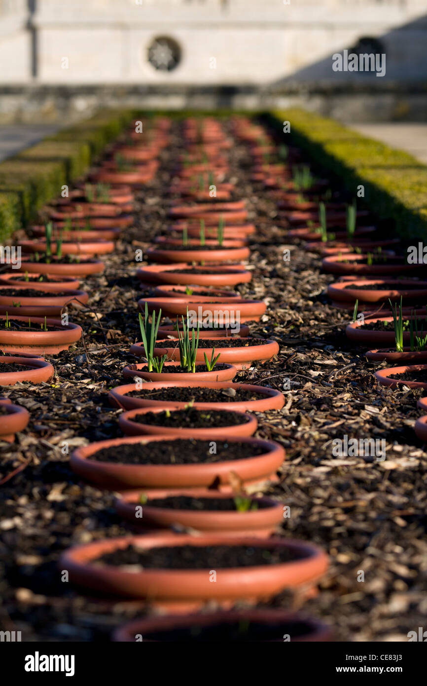 Rows of plant pots with emerging bulbs, Petit Trianon, Chateau de Versailles, France Stock Photo