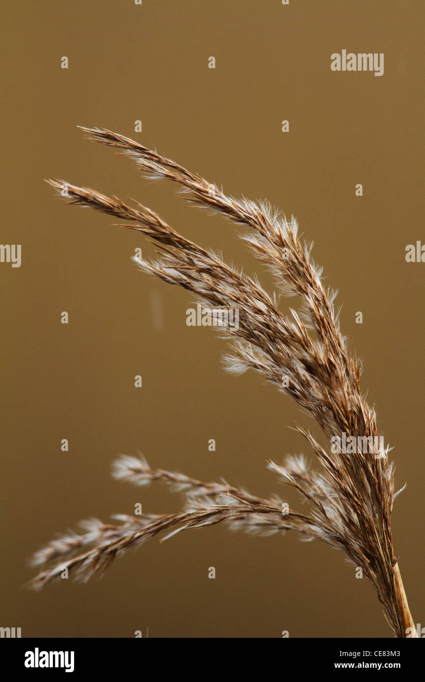 Closeup of the seed head of Phragmites. Stock Photo