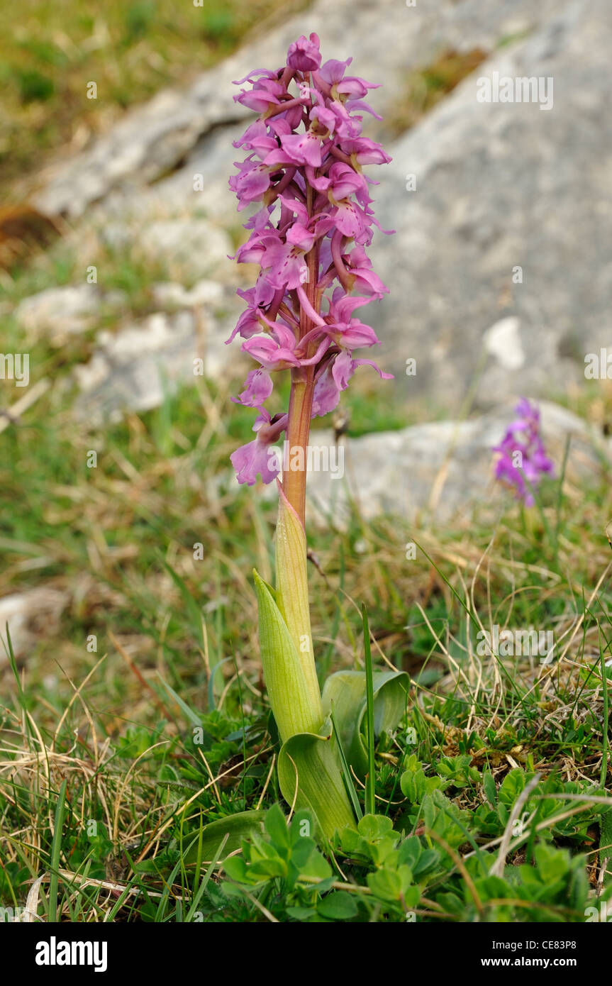 Early Purple Orchid - Orchis mascula, against Burren Limestone Rocks Stock Photo