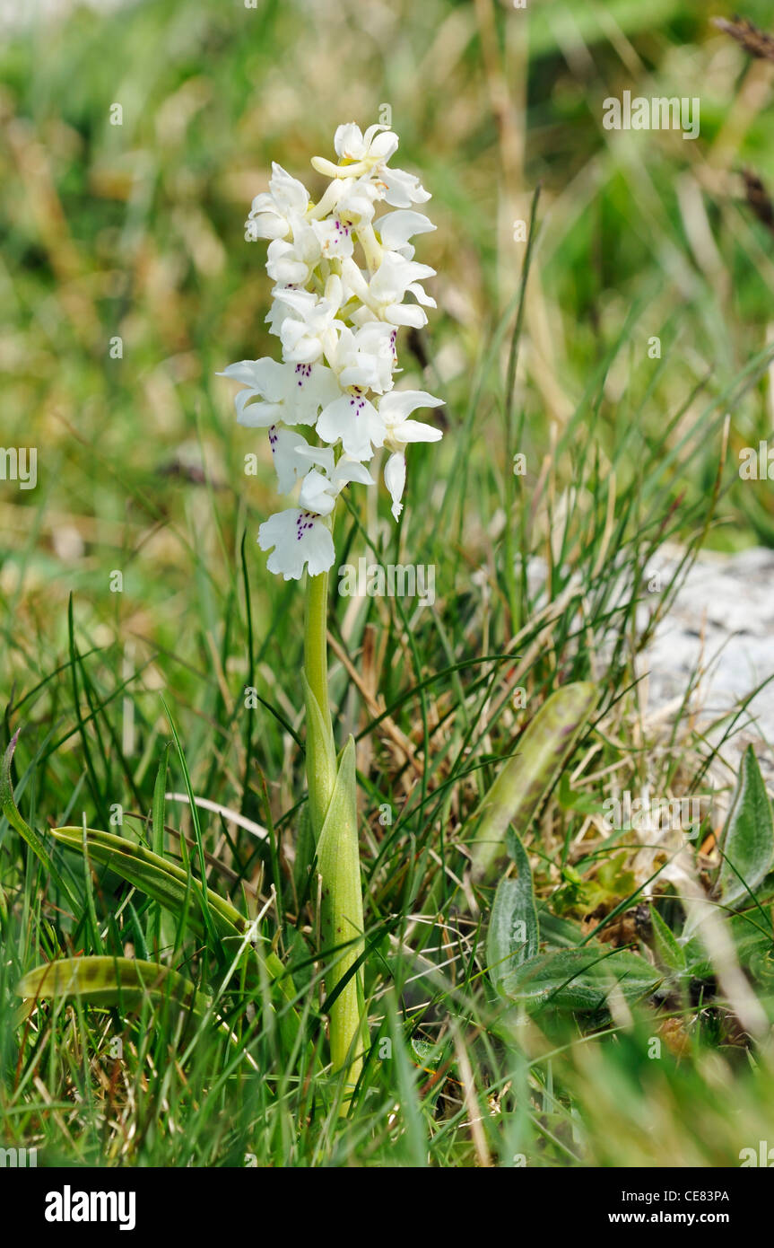 Early Purple Orchid - Orchis mascula White form Stock Photo
