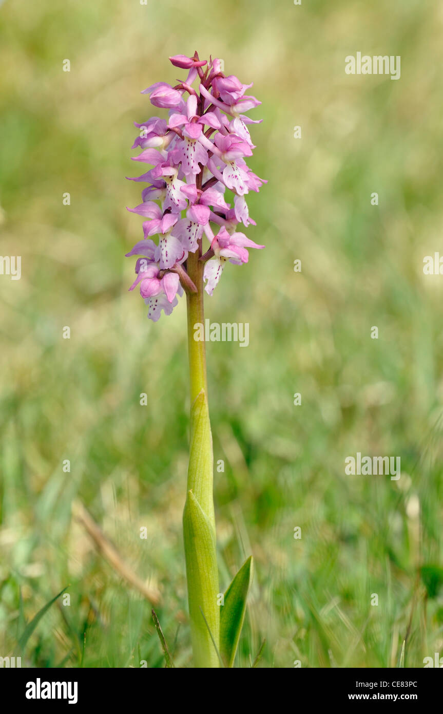 Early Purple Orchid - Orchis mascula Pink form Stock Photo