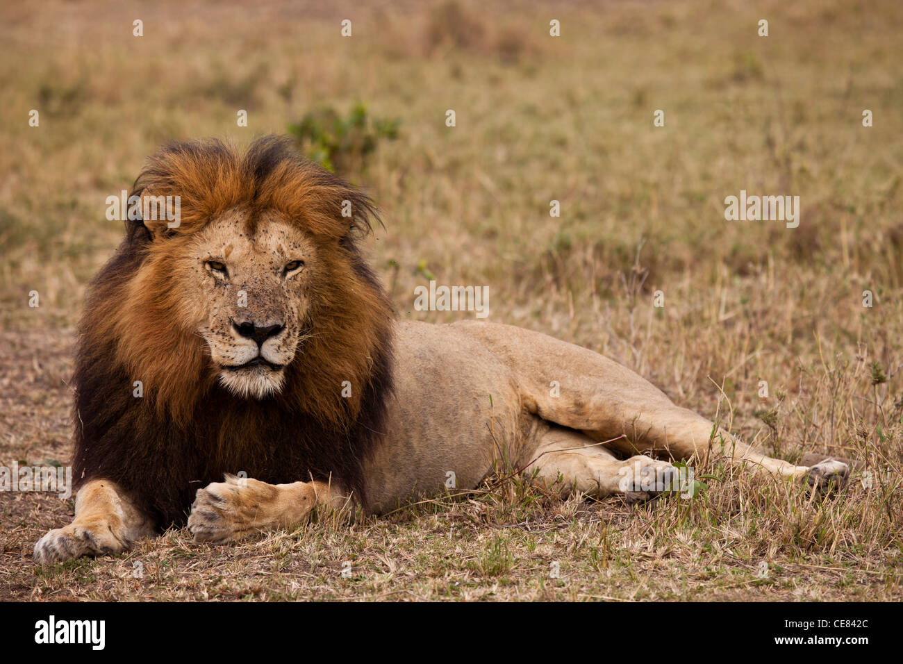 Kenya - Masai Mara - Lion Early Morning resting Stock Photo - Alamy