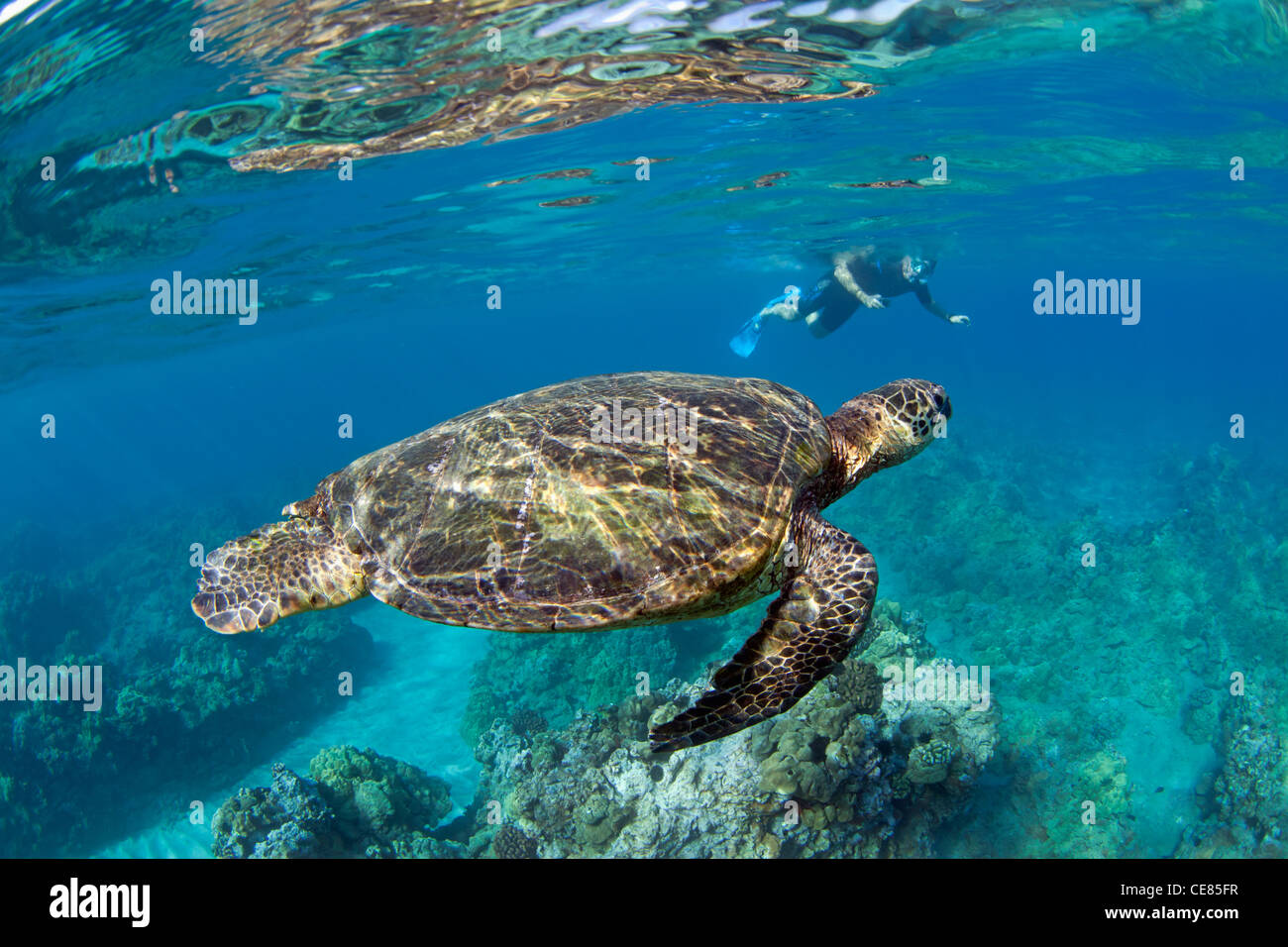 Closeup of green sea turtle with snorkeler at Makena, Maui, Hawaii. Stock Photo