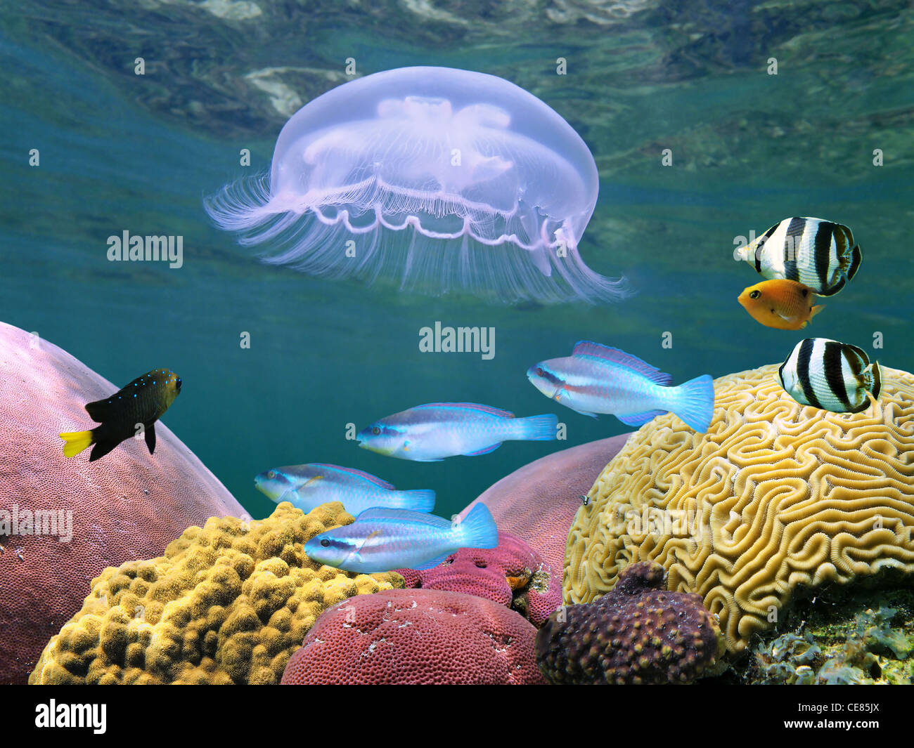 Jellyfish with colorful tropical fish and corals underwater sea Stock Photo