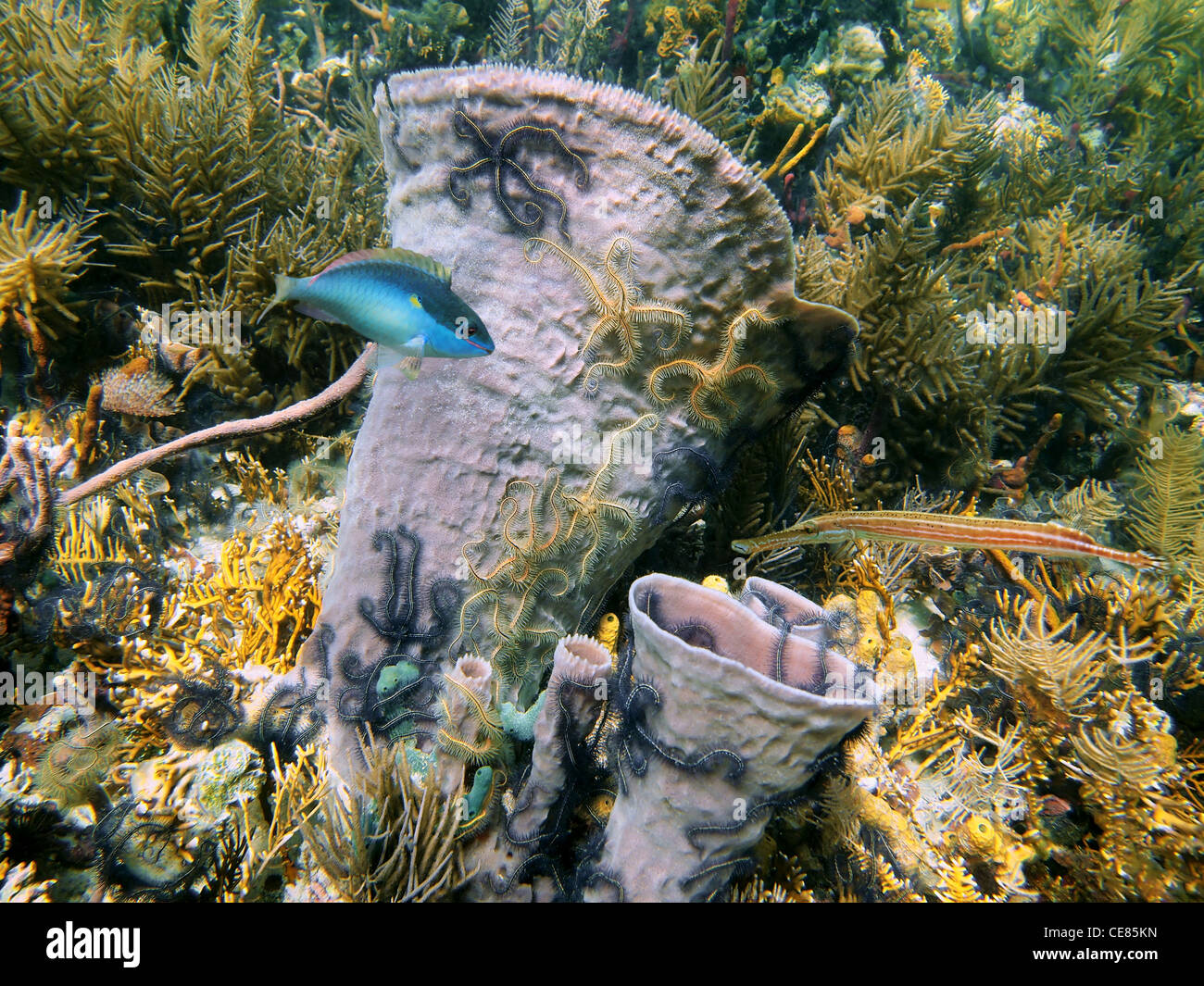 Branching vase sponge colonized by brittle stars underwater sea in a