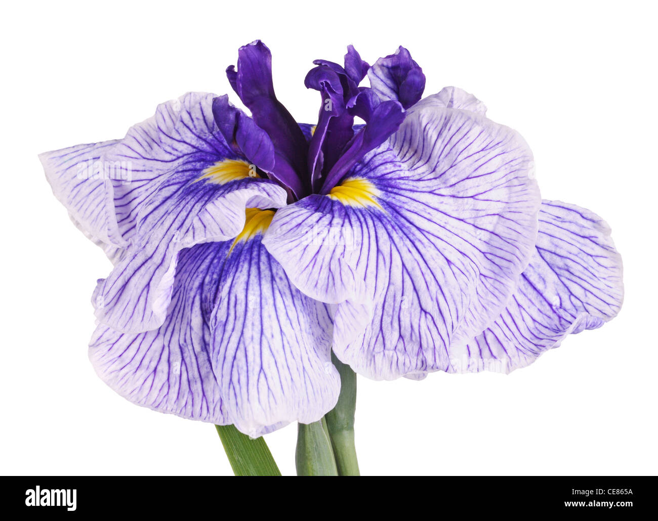 Purple and white flower of a Japanese iris Stock Photo