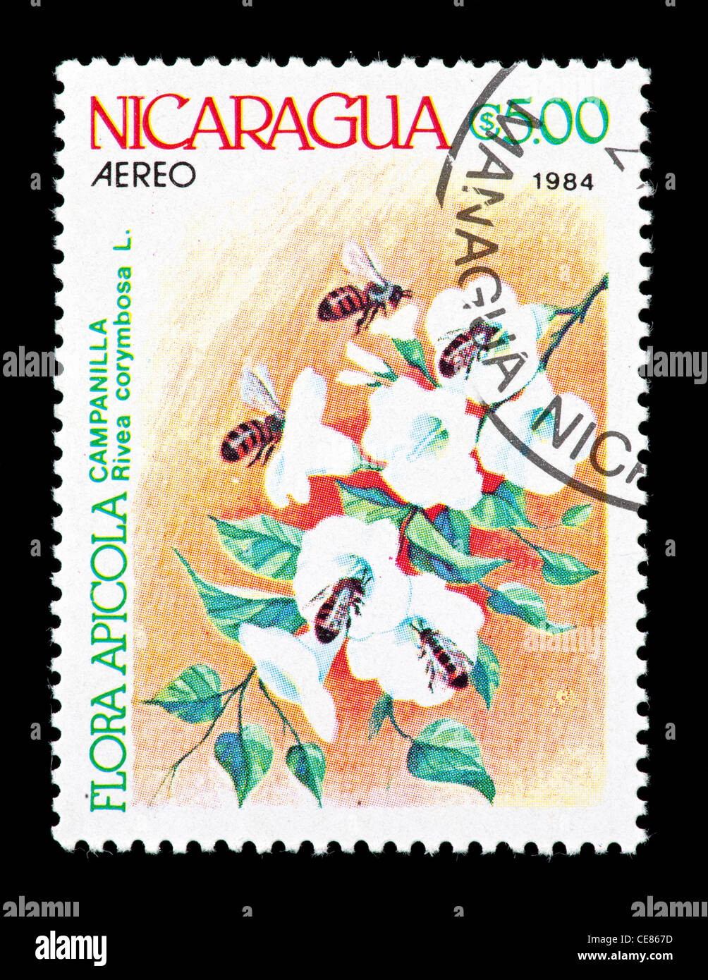 Postage stamp from Nicaragua depicting bees pollinating Christmas vine (Rivea corymbosa). Stock Photo