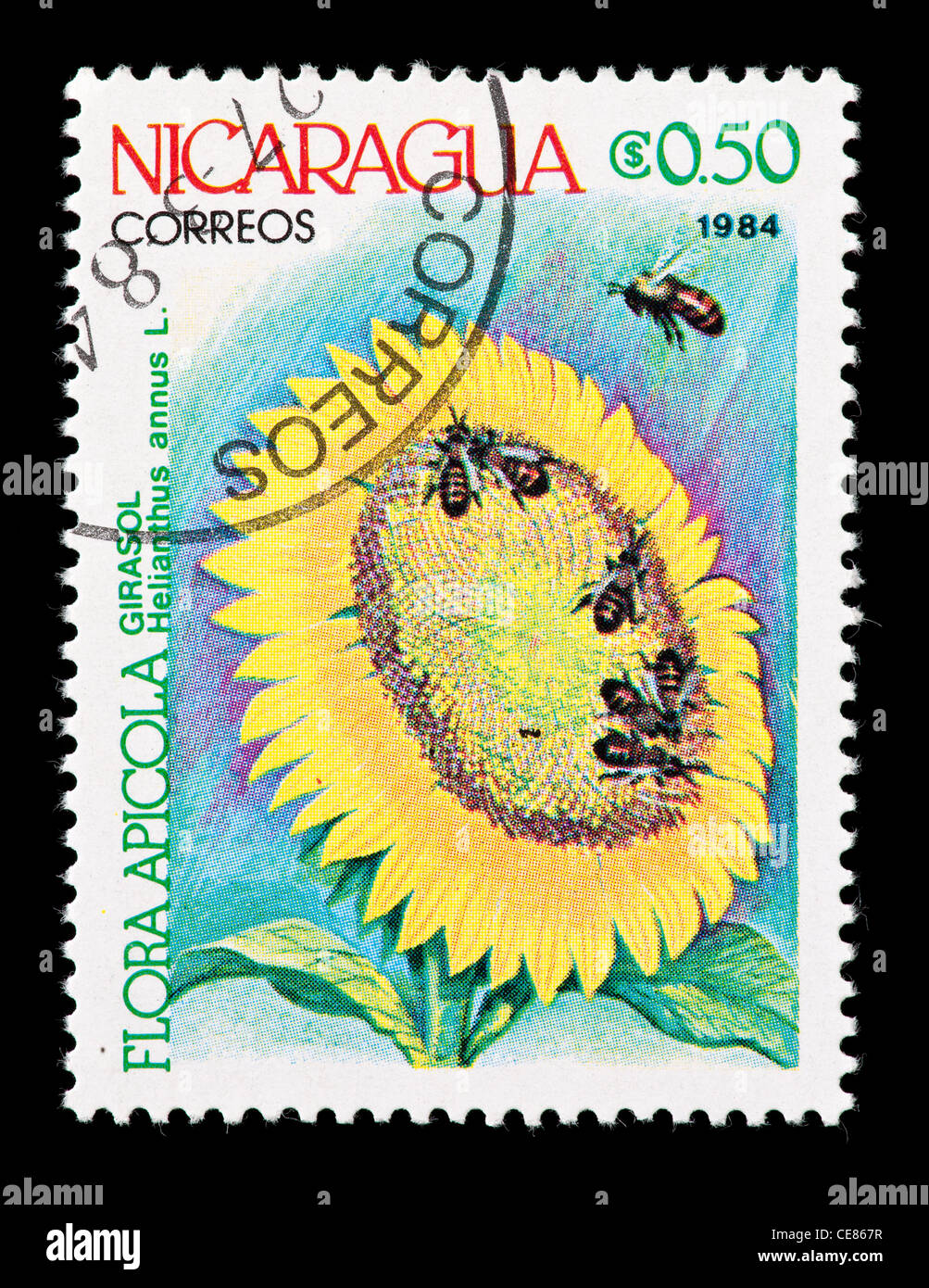 Postage stamp from Nicaragua depicting a sunflower (Helianthus anuus) being pollinated by bees. Stock Photo