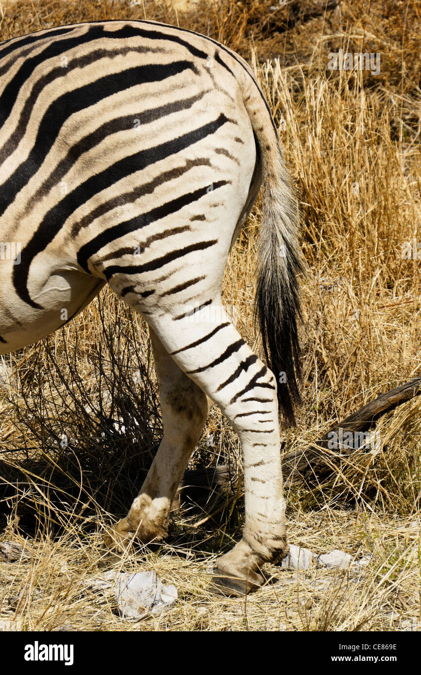 Zebra tail hires stock photography and images Alamy