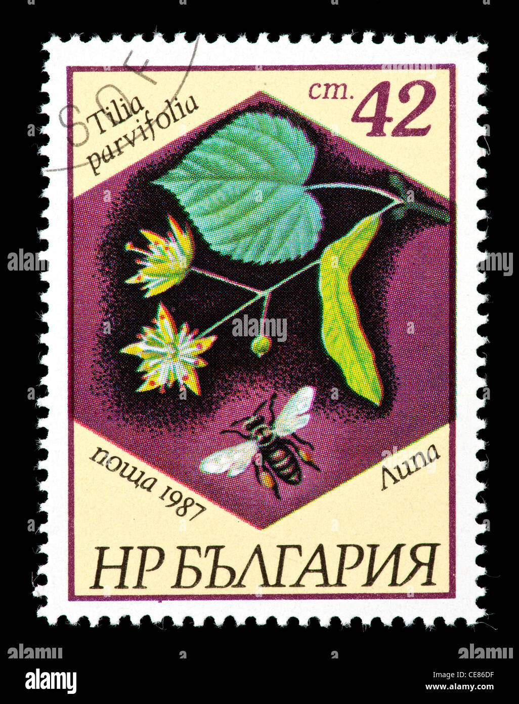 Postage stamp from Bulgaria depicting a bee and a flower (Tilia parvifolia). Stock Photo