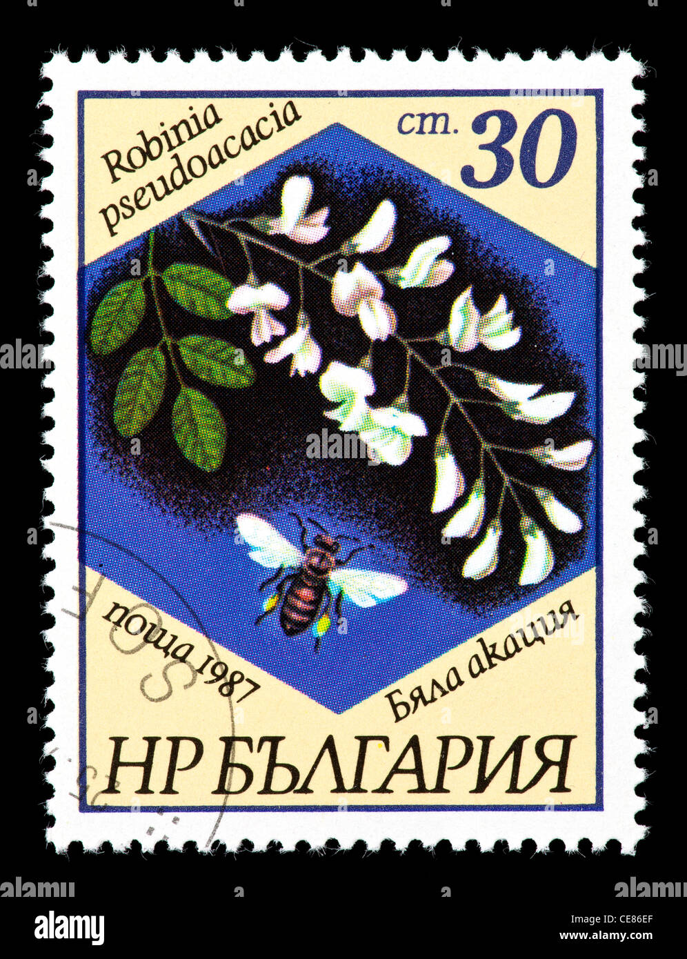 Postage stamp from Bulgaria depicting a bee and a flower (Robinia ...