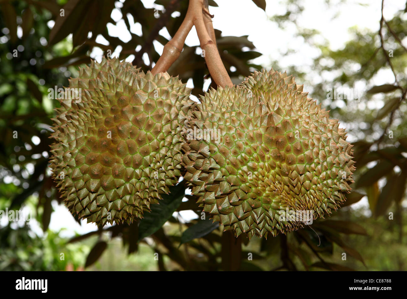 The durian is the fruit of several tree species belonging to the genus Durio and the Malvaceae family Stock Photo