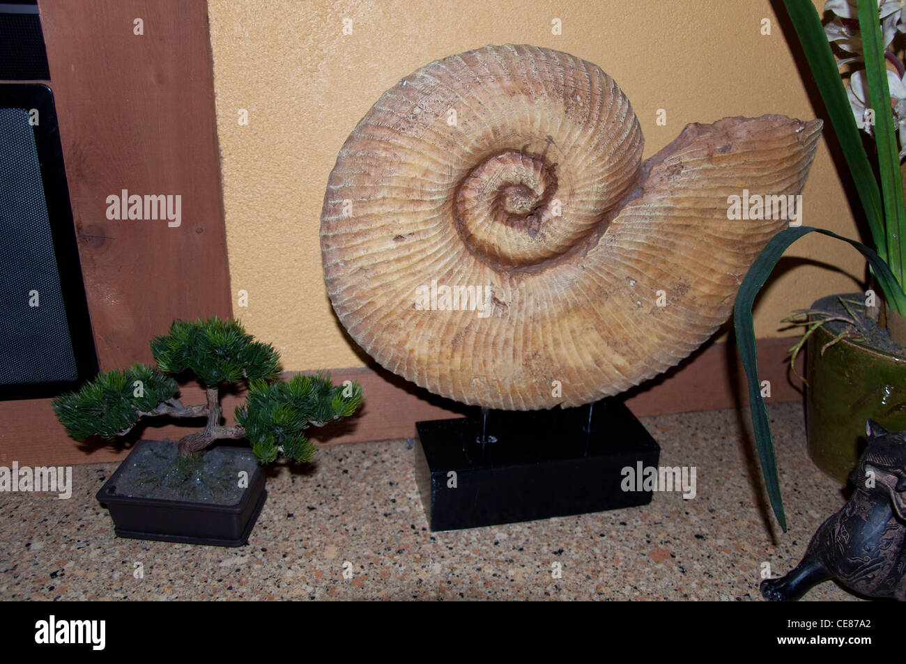 Shell and bonsai home design Stock Photo
