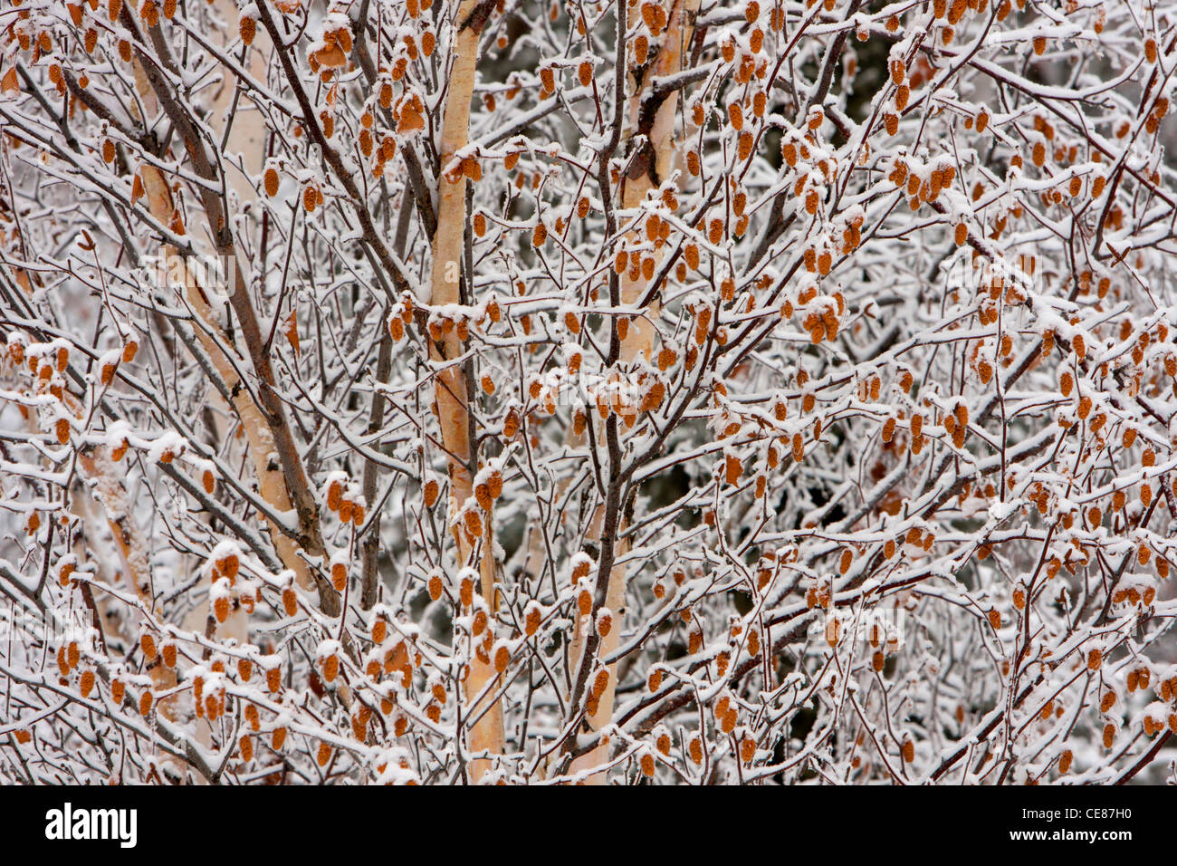 Winter scene of snow covered Alder cones hanging from tree along Dalton Highway, North Slope, Alaska in October Stock Photo