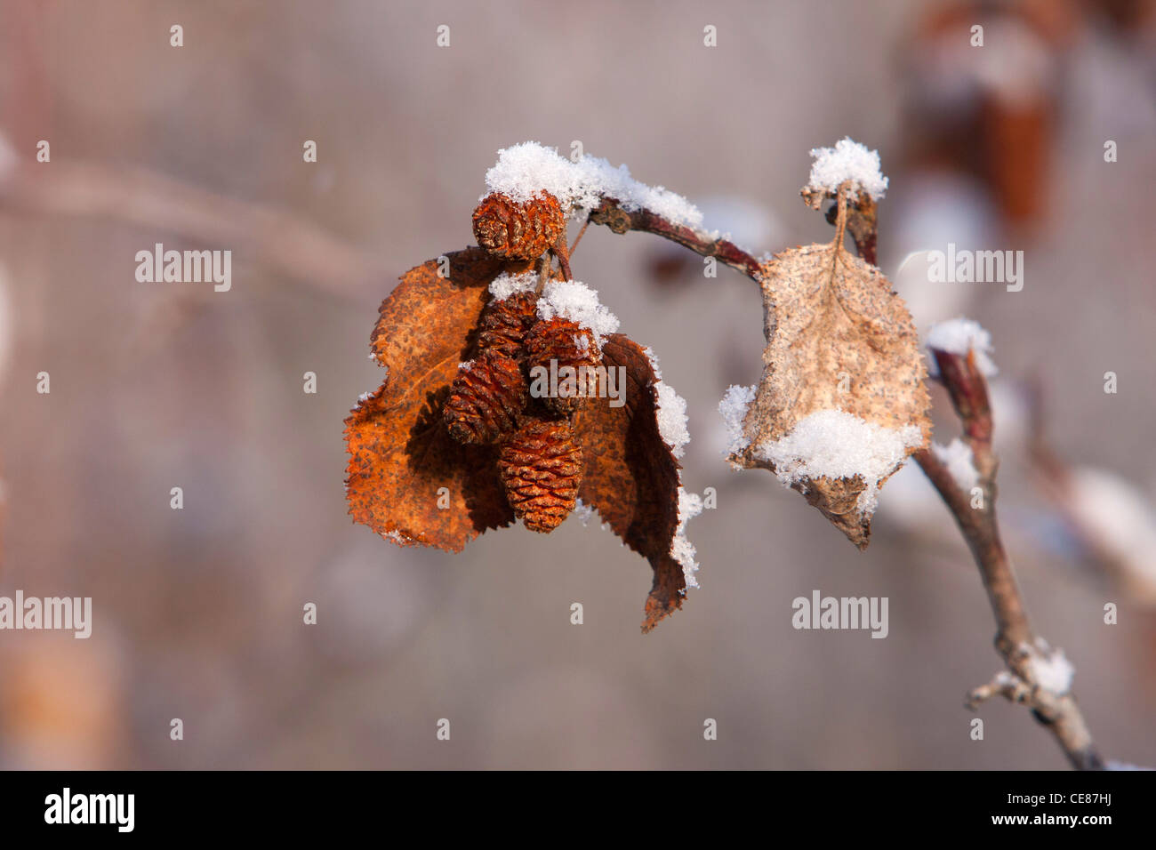 Winter scene of snow covered Alder cones and dead leaves hanging from tree along Dalton Highway, North Slope, Alaska in October Stock Photo