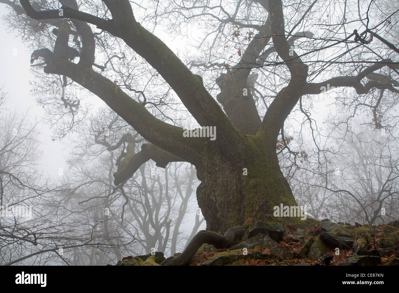 very old oak in autumn fog Stock Photo
