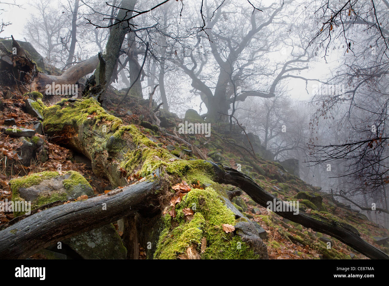 autumn forest in fog - stem Stock Photo