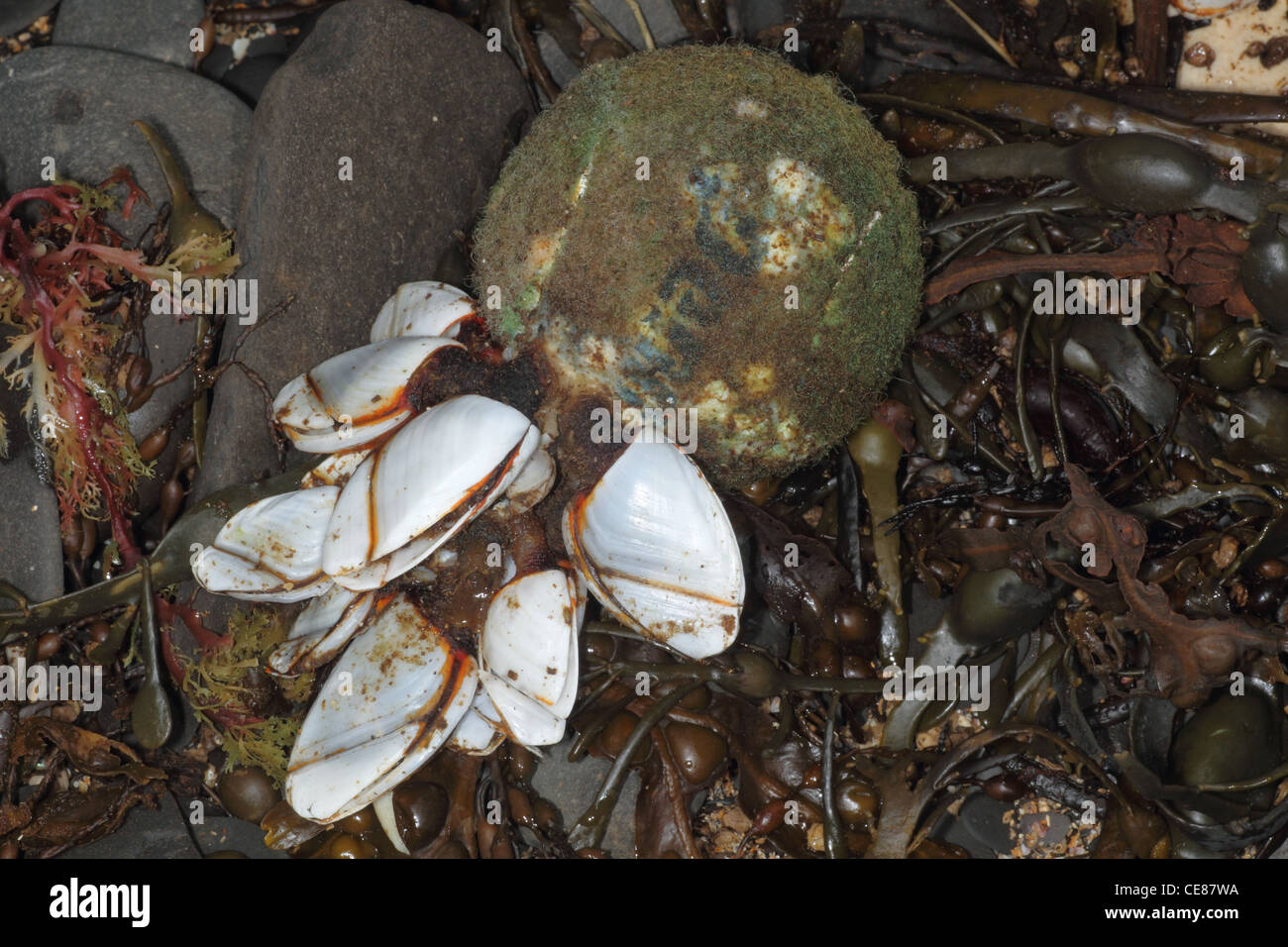 Common goose barnacles , Lepas anatifera,washed up on beach, Kimmeridge Dorset UK. Stock Photo