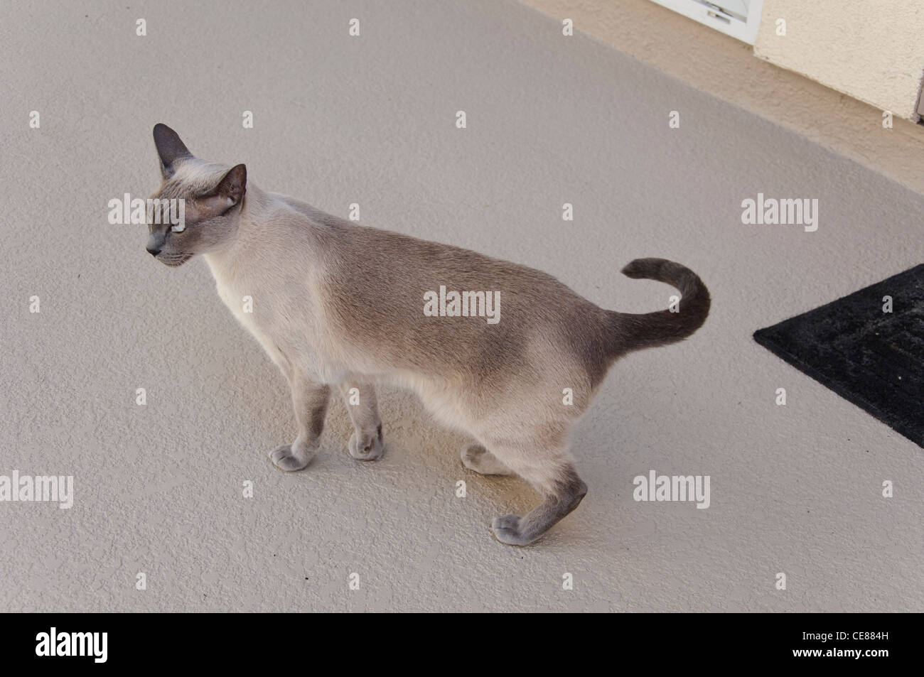 Siamese cat walking Stock Photo - Alamy