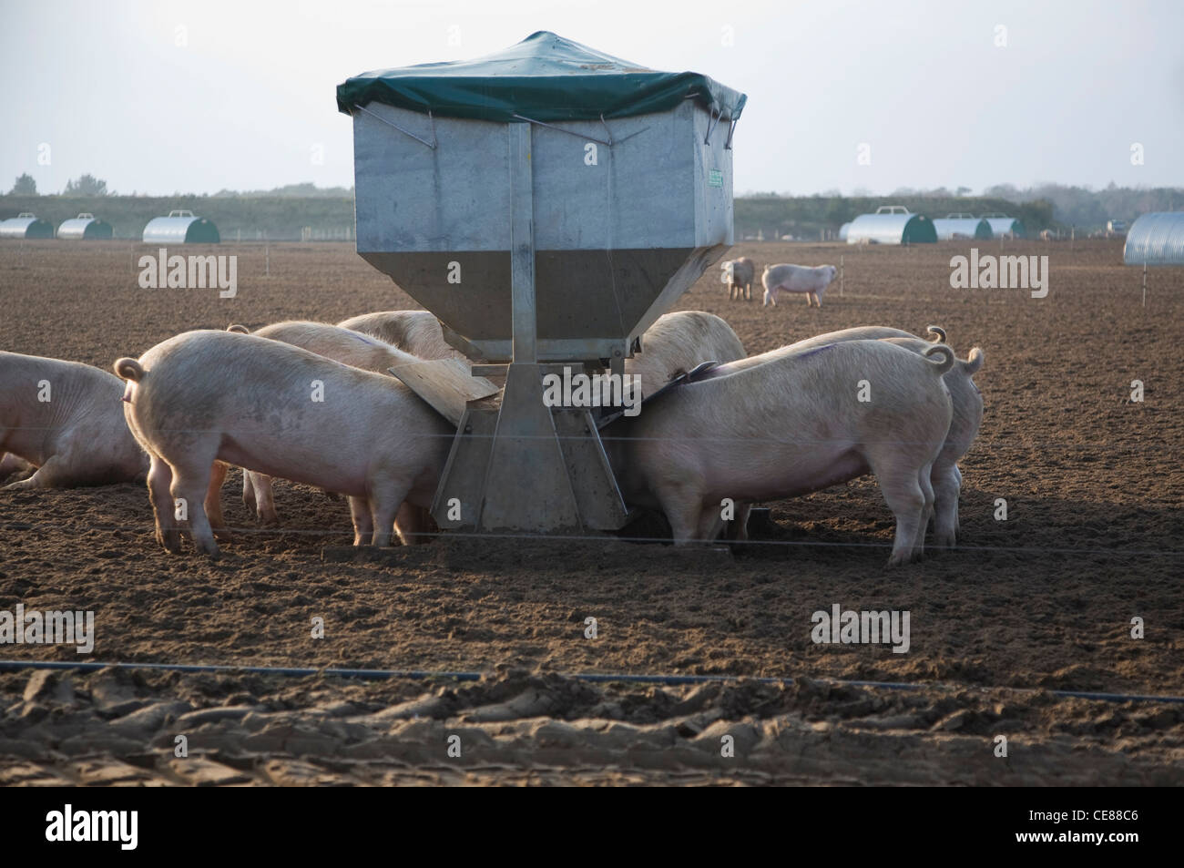 Pigs feeding from a trough, Sutton Heath, Suffolk, England Stock Photo