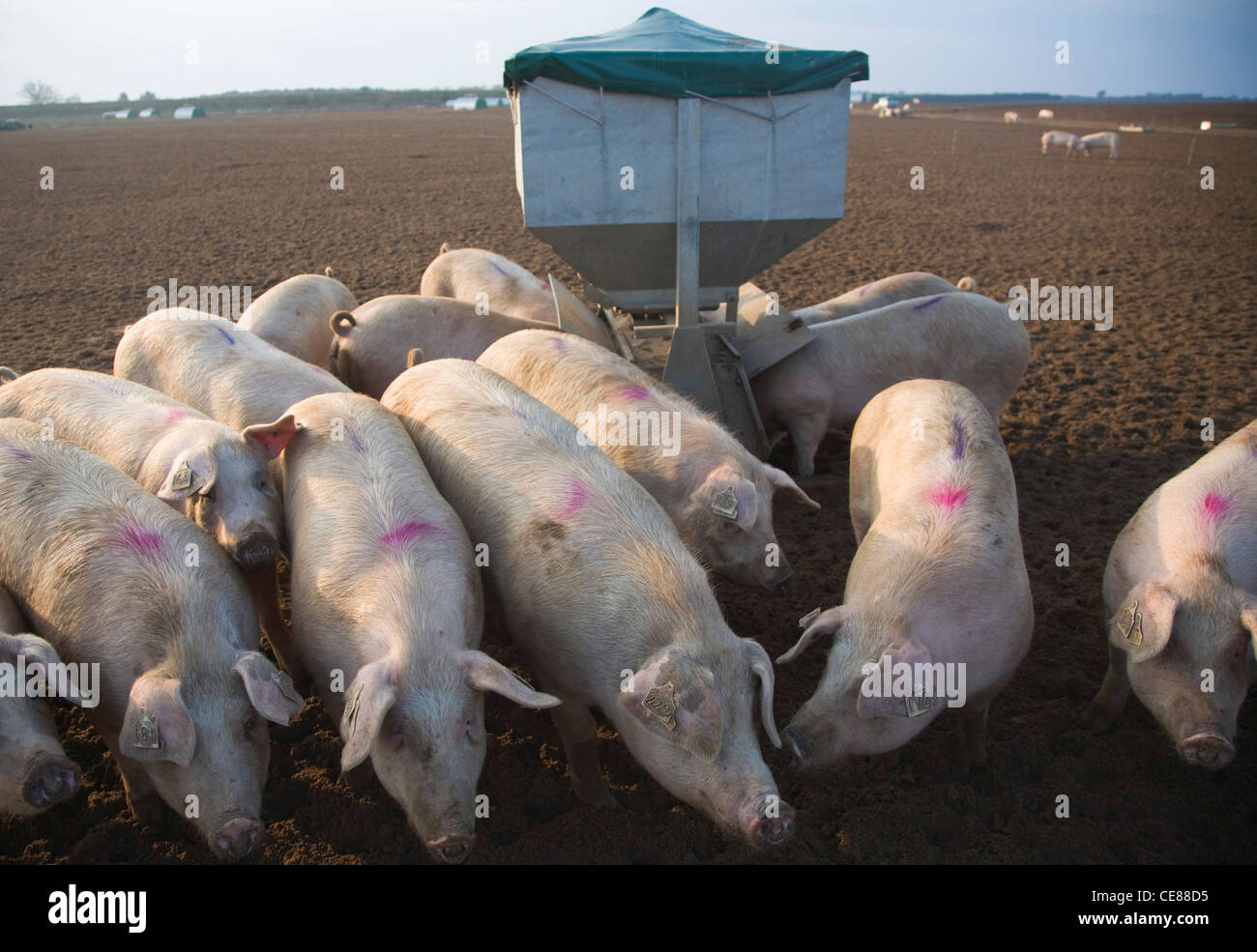 Pigs feeding from a trough, Sutton Heath, Suffolk, England Stock Photo