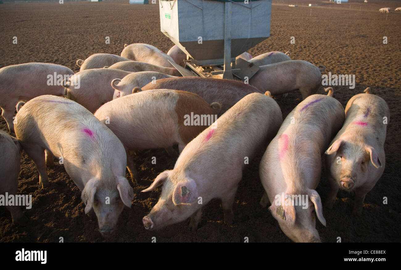Farm pigs trough uk hires stock photography and images Alamy