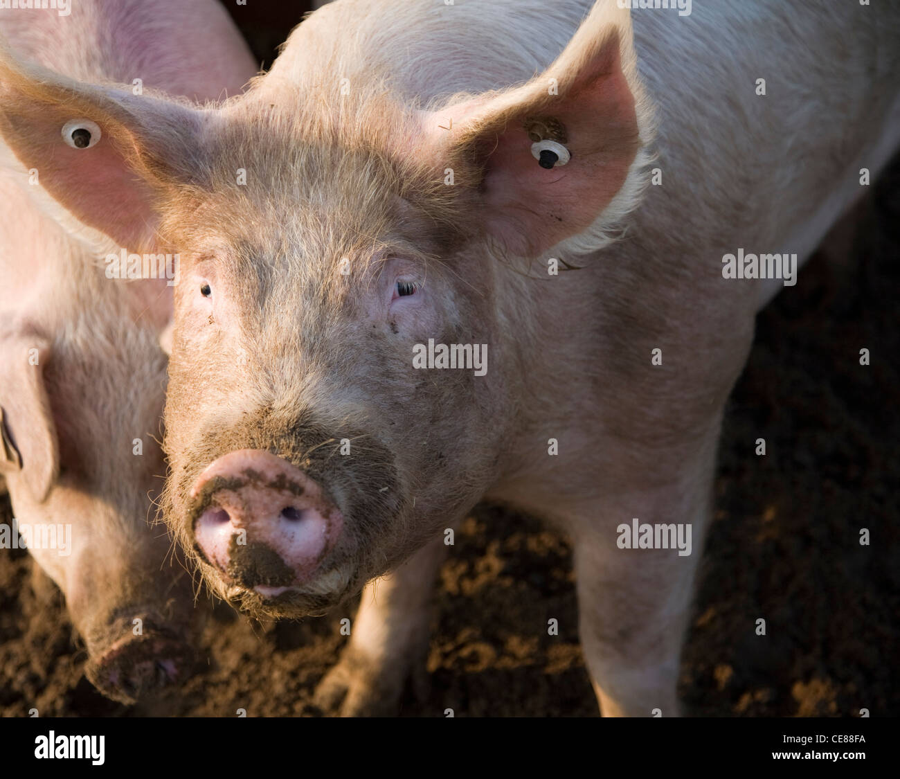 Close up of tagged boar male pig face Stock Photo