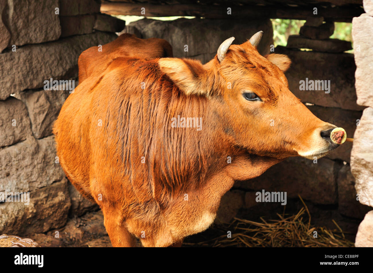 portrait of a cow Stock Photo - Alamy