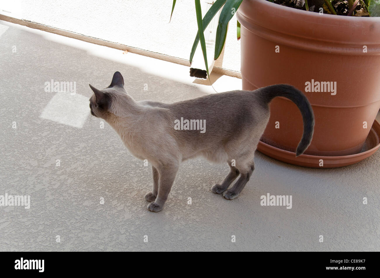 Siamese cat walking outside Stock Photo - Alamy